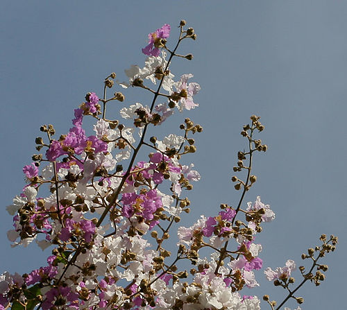 Lagerstroemia floribunda